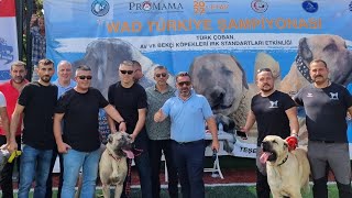 İlk Dogshow Vi̇deom