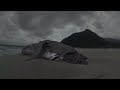 Evidence Of Megalodon Megalodon Monster Shark Lives images Evidence Of Megalodon Megalodon Monster Shark Lives