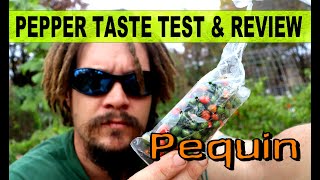 Pequin Pepper - Taste Test & Review