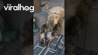Sleeping Cat Does Stair Yoga || Viralhog