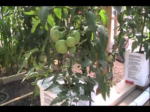 the way to grow hydroponic weed inside