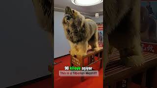 Dünyanın En Büyük Köpeği Tibetan Mastiff