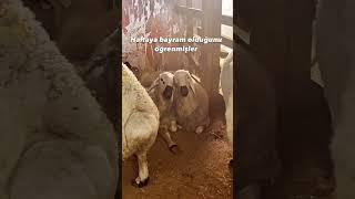 Bacım Bacım