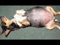MY DOG GIVING BIRTH! MY DOG GIVING BIRTH!