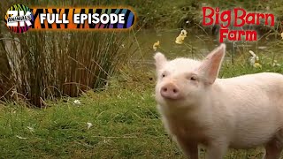 Piglets New Home - Big Barn Farm - Farm Animals