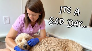 Day In The Life Of A Dog Breeder - Its A Sad Day