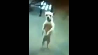dans eden köpek