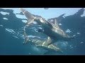 Baited dive on Protea Banks with Oceanic Blacktip sharks under boat Baited dive on Protea Banks with Oceanic Blacktip sharks under boat