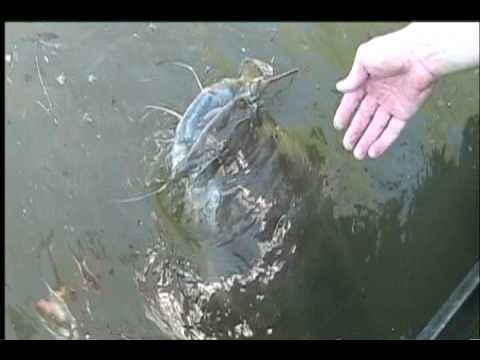 Flathead Lake Lodge on Bfl Anglers Catch Big Bass On Lake Okeechobee  Even In Chill