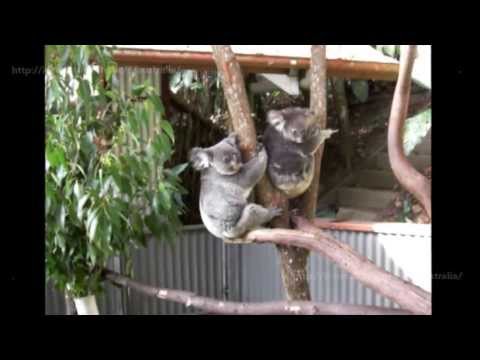 キュランダ コアラ ガーデンズ ( Kuranda Koala Gardens ）オーストラリア