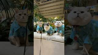 Travelling With Well-Trained Cats To Florida