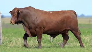 LOTE 78 - TOUROS BRANGUS - LEILÃO SÃO BIBIANO 2021