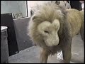 Animatronic
