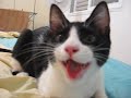 cute cat