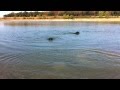 Rottweiler vs amstaff vs pitbull killer dogs