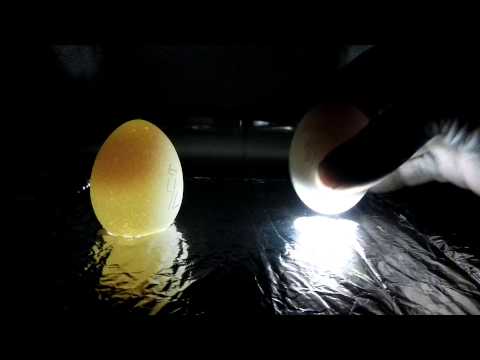 Candling Eggs egg ultrasound Chickens day 6