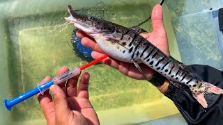 Emergency Surgery On Pet Fish Operation