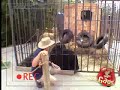 Gorilla Attack from yaaya mobi
