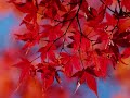 A Journey of the Hearth - Colour... - Autumn & Fall ecards - Seasons Greeting Cards A Journey of the Hearth - Colour... - Autumn & Fall ecards - Seasons Greeting Cards