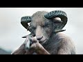 Half-Sheep & Half Human Girl | Film Explained in Hindi/Urdu Summarized हिन्दी | Fox Explainer Hindi