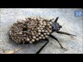 Los 10 animales mas raros del mundo