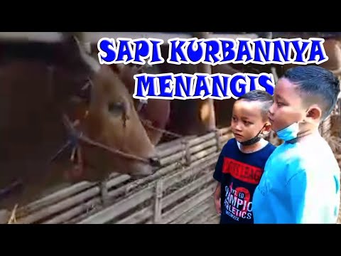 SAPI QURBAN NYA MENANGIS ][ Bocah Gurisan Ngapak # 36