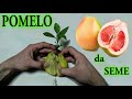 POMELO, fallo nascere IN 7 GIORNI a costo zero da seme, grow grapefruit, pamplem