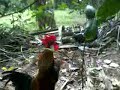 Ayam Hutan Romeo 13 images Ayam Hutan Romeo 13