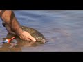 Video de Pesca a la inglesa medias aguas