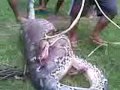 Ular Mkn Sapi Di Sulsel images Ular Mkn Sapi Di Sulsel