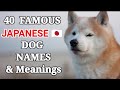 40 Famous Japanese Dogs Names and Meanings| Japanese Dog 🐾Names for Female and Male Dogs