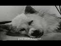 Revival - Deerhunter (Music Video)