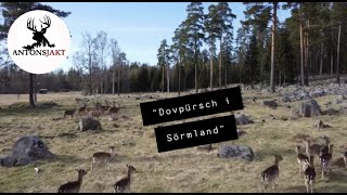 Dovpürsch i Sörmland I Antonsjakt