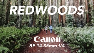 Canon RF 14-35mm f/4 SAMPLE FOOTAGE in Redwoods | EOS R6 | 4K