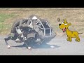 Watch: Introducing Wildcat The Robot To Spot The Dog - Will They Be Friends? The Understandings Of Spot Introducing Wildcat The Robot To Spot The Dog - Will They Be Friends? The Understandings Of Spot