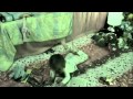 Video Hantu Bawah Ranjang (yang jantungan jangan nonton!!!)