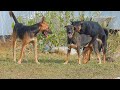 Street Dog Asia Breeding - Pets Play With Friend - Street Dog Asia