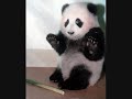 Owl City Panda Bear THE PANDAS WILL NEVER DIE!!