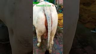 Apna Time Pure Desi Cow