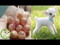 Cute baby animals Videos Compilation cute moment of the animals - Cutest Animals #1