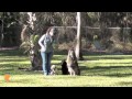 FinetunedCanines