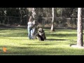 FinetunedCanines