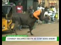 Cowboy  escapes death as cow goes angry