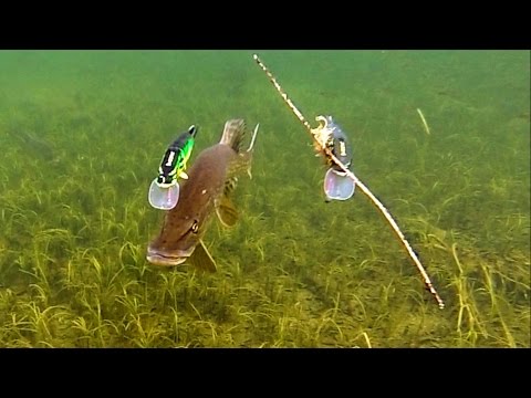 как берет щука под водой видео как берет щука под водой видео