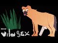 Female Hyenas Control Their Sex Lives with a Pseudopenis