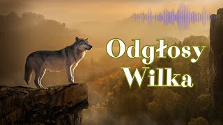 Wilk - Odgłosy Wilka - Wycie Wilka