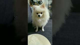 Kuki̇ Komi̇k Mi̇???İbrahim Tatlıses Ft Kuki
