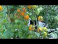 PlantProfile : Golden Honey Bunch Tomato