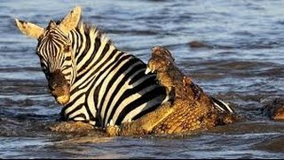Crocodile Attack And Eat Zebra While Drinking Animals Video