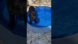 Staffordshire Bull Terrier 4 Mois Première Fois Piscine Il Séclate